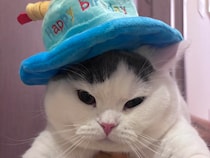 誕生日限定のサービス。【肉まんフェイスうずらの、 モチモチ便り。vol.14】