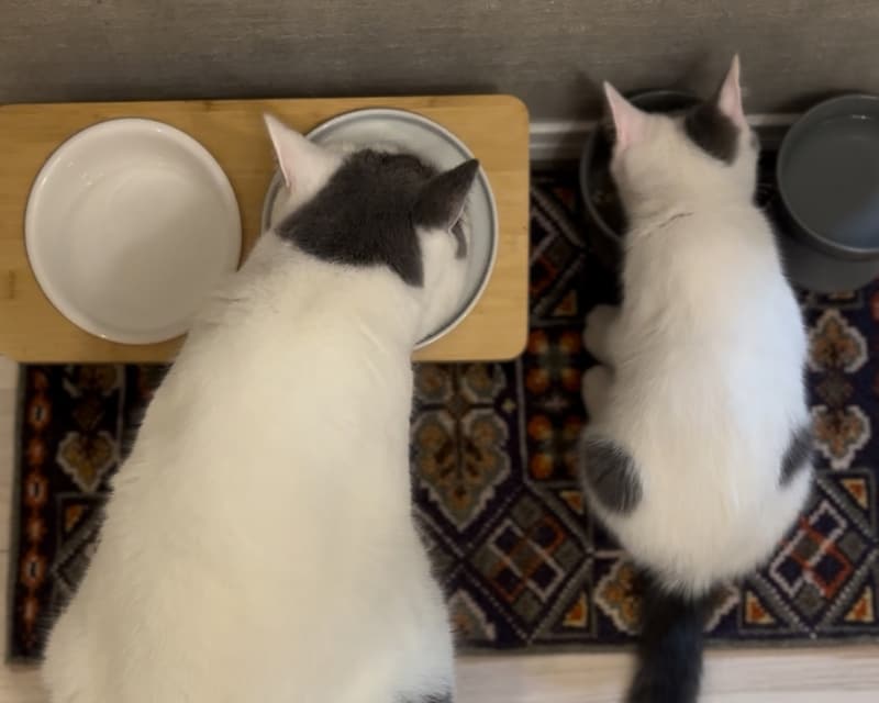 一緒にいただきます!【肉まんフェイスうずらの、 モチモチ便り。vol.15】