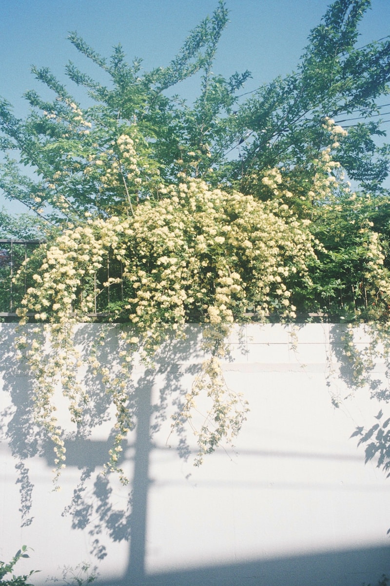 今月の写真家、今日の一枚。安藤 マミコ vol.17