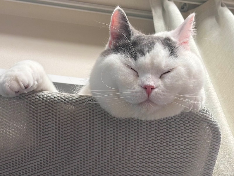 肉まんの妖精ではありません。【肉まんフェイスうずらの、 モチモチ便り。vol.16】