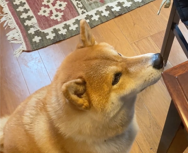 ハルくん、とーちゃんからもらう朝〜ヨーグルト編。