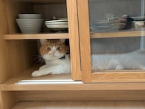 僕、ここにいますよ。【とろろ、もふもふDays。vol.154】