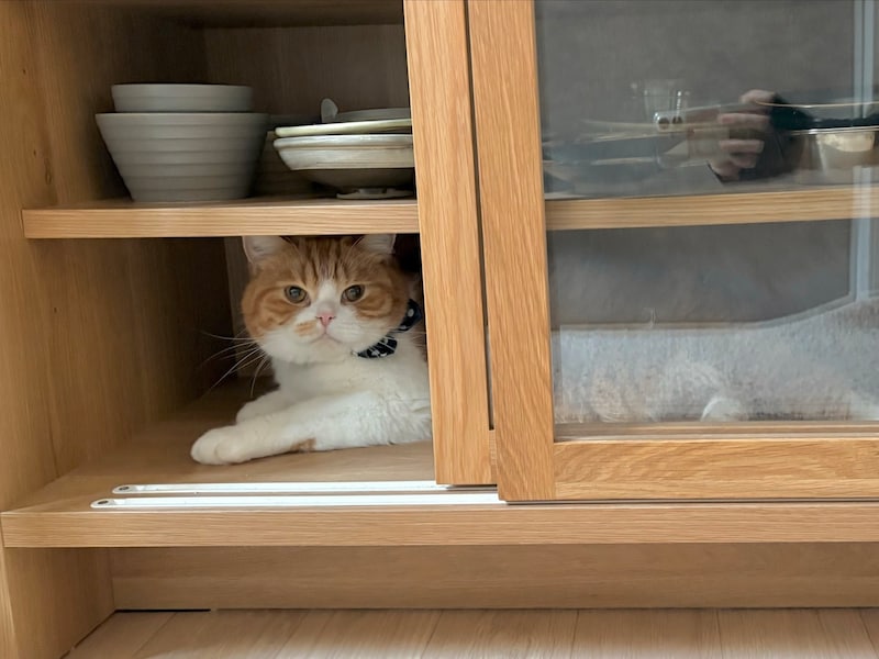 僕、ここにいますよ。【とろろ、もふもふDays。vol.154】