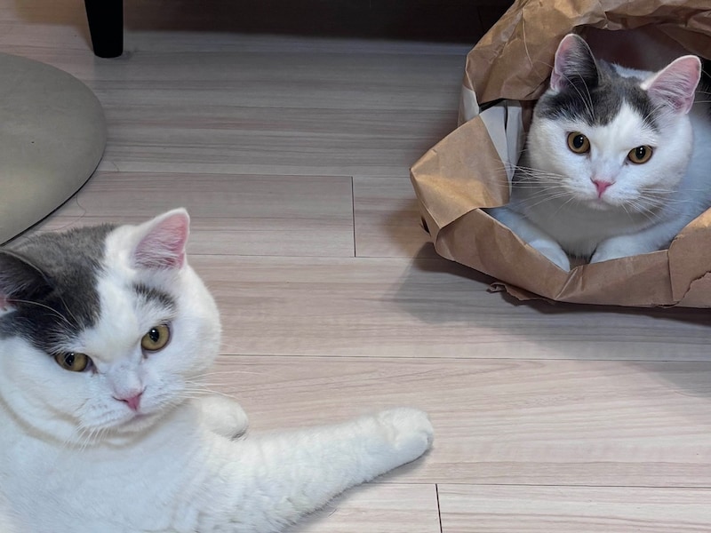 兄ちゃんのものは、ぼくのもの？【肉まんフェイスうずらの、 モチモチ便り。vol.17】