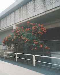 今月の写真家、今日の一枚。安藤 マミコ vol.19