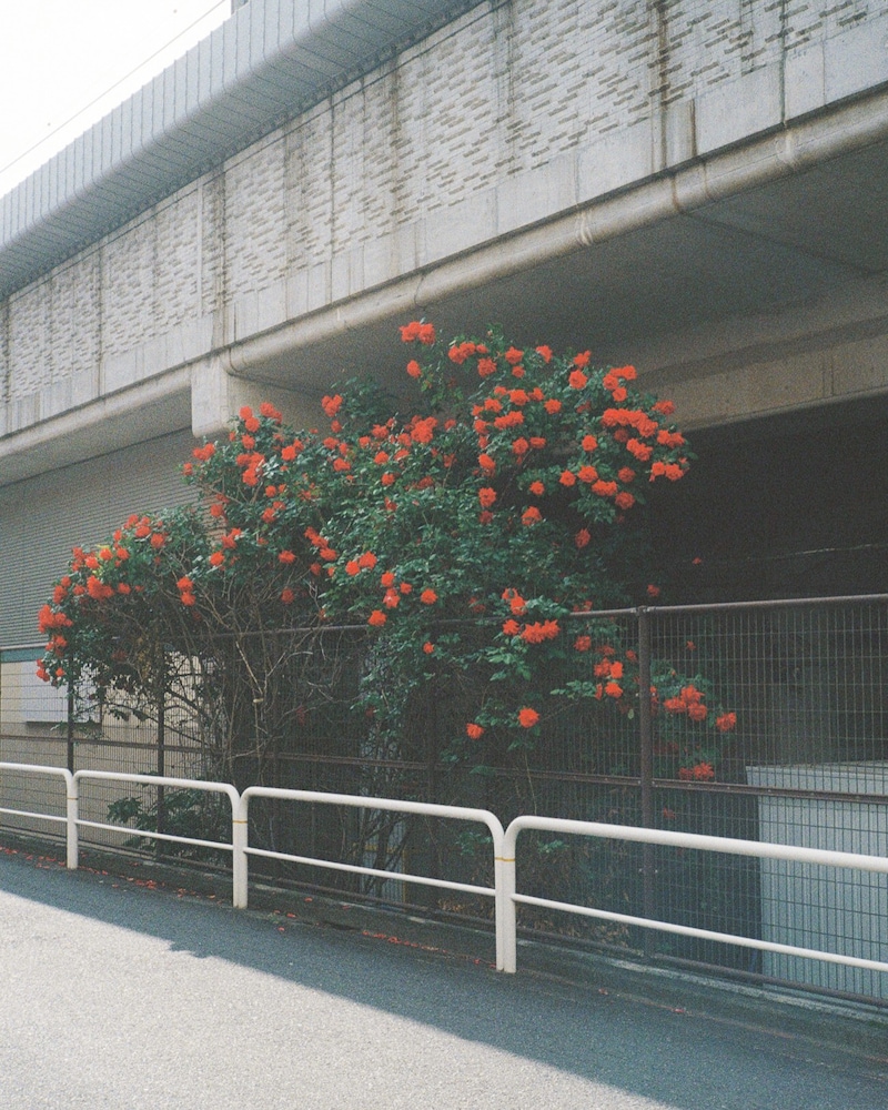 今月の写真家、今日の一枚。安藤 マミコ vol.19