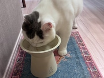 いつまでもやめられないこと。【肉まんフェイスうずらの、 モチモチ便り。vol.18】