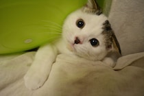 やんちゃしてた頃のオレ！【いなほ、オレ物語。vol.257】