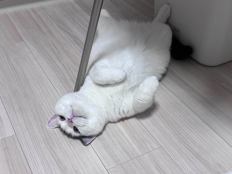 実は、○○が苦手です。【肉まんフェイスうずらの、 モチモチ便り。vol.19】