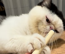 僕のストレス発散法。【おちょこ、ぽのぽのだより。vol.232】