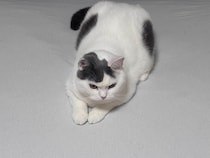 立ち退き拒絶中。【肉まんフェイスうずらの、 モチモチ便り。vol.20】