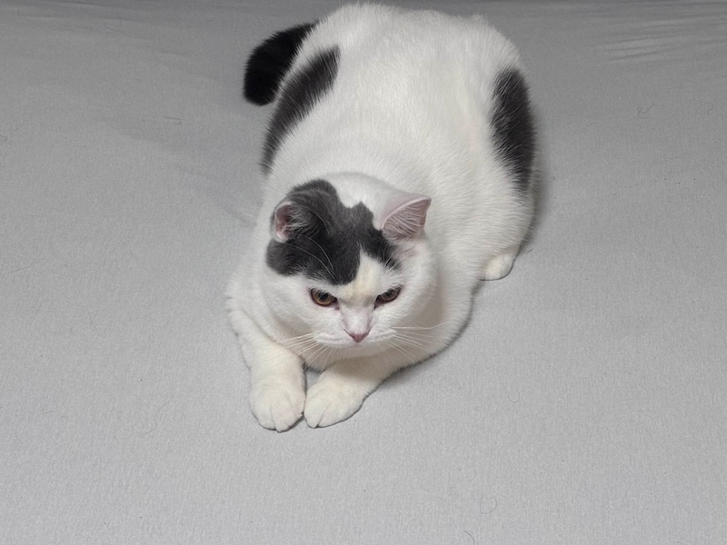 立ち退き拒絶中。【肉まんフェイスうずらの、 モチモチ便り。vol.20】