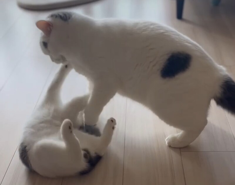 お稽古の勝敗はいかに。【肉まんフェイスうずらの、 モチモチ便り。vol.21】