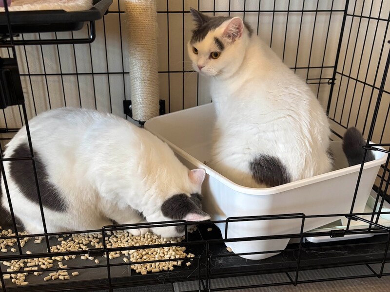 わざとじゃないんです……。【肉まんフェイスうずらの、 モチモチ便り。vol.22】