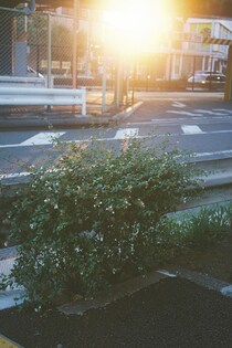 今月の写真家、今日の一枚。安藤 マミコ vol.24