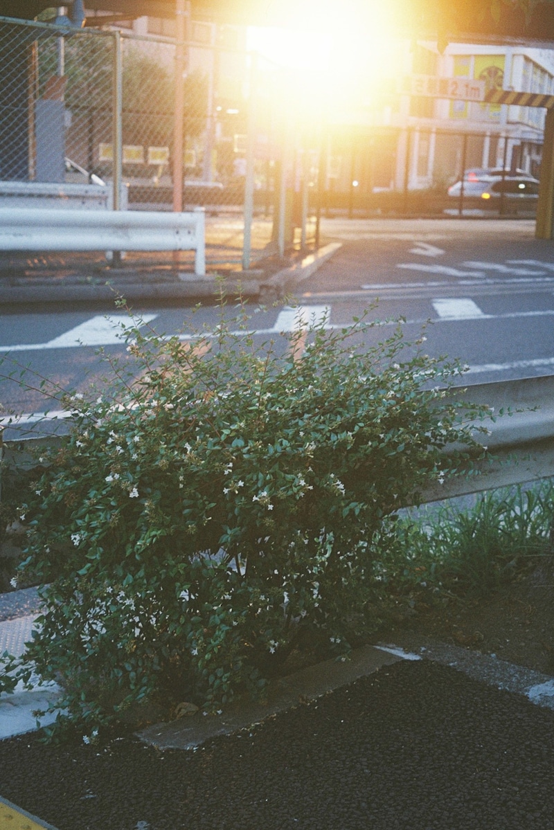 今月の写真家、今日の一枚。安藤 マミコ vol.24