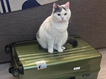 連れていってくれるよね？【肉まんフェイスうずらの、 モチモチ便り。vol.23】