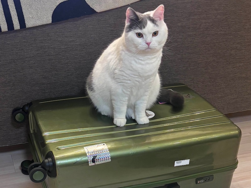 連れていってくれるよね？【肉まんフェイスうずらの、 モチモチ便り。vol.23】