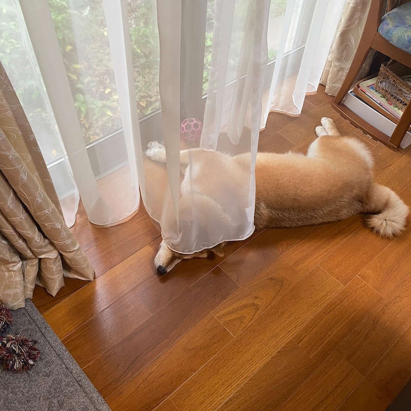 ハルくん、カーテン被ります。