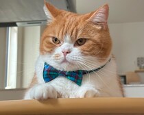 流行は、リボンで取り入れるべし。【とろろ、もふもふDays。vol.155】