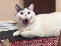 変顔のつもりはないんですが。【肉まんフェイスうずらの、 モチモチ便り。vol.24】