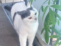 ひとりでできるもん。【肉まんフェイスうずらの、 モチモチ便り。vol.26】