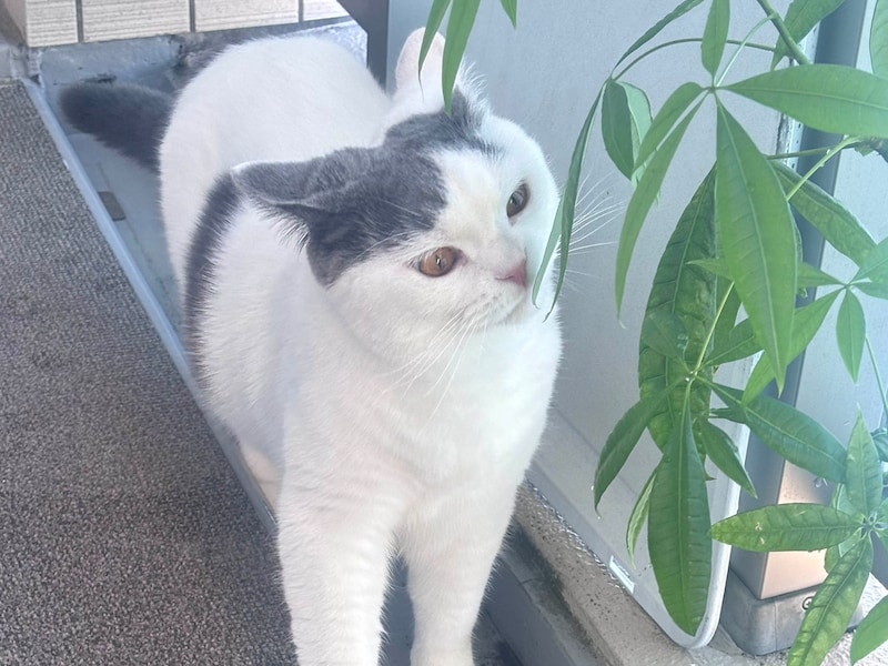 ひとりでできるもん。【肉まんフェイスうずらの、 モチモチ便り。vol.26】