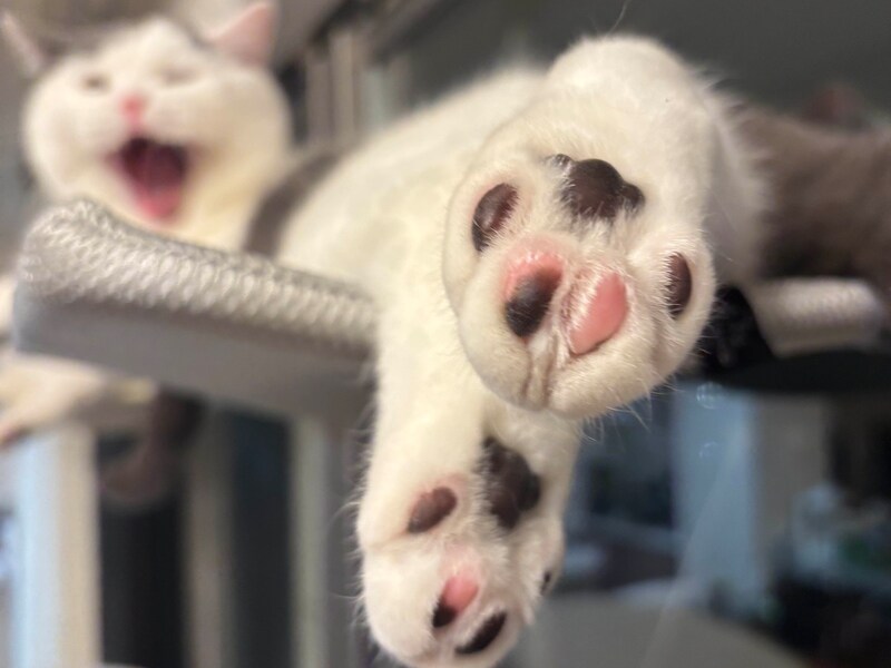 自慢のアポロ肉球。【肉まんフェイスうずらの、 モチモチ便り。vol.27】