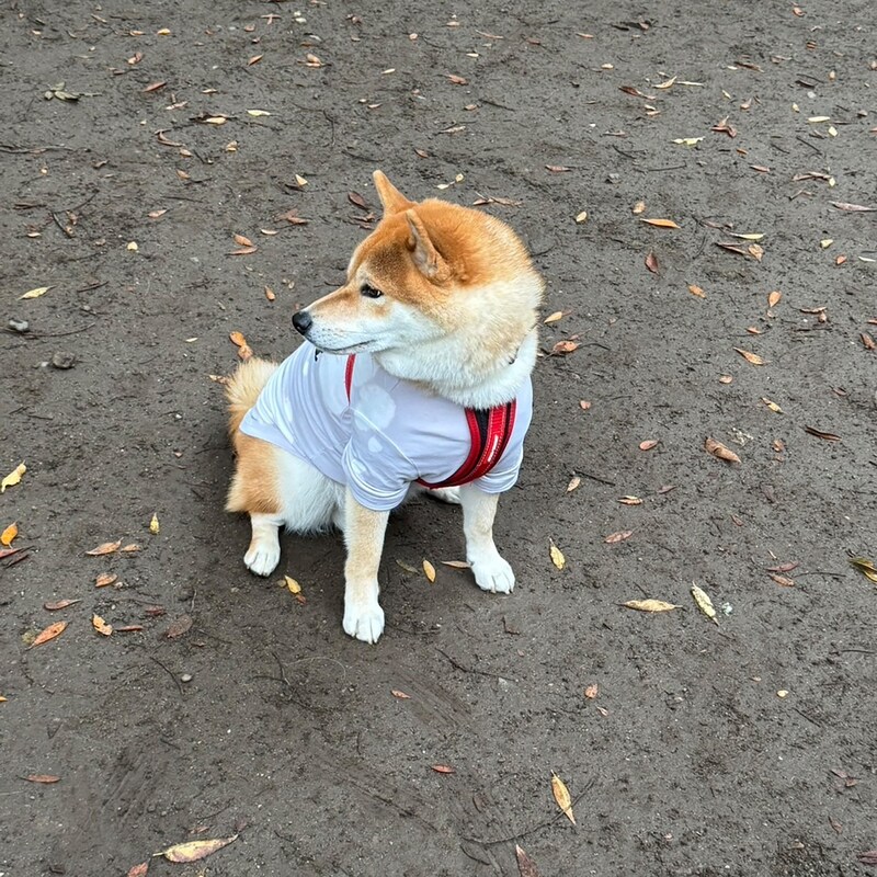 ハルくん、孤高を愛す。