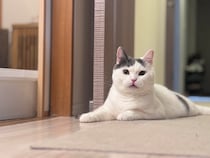 この匂いはまさか？【肉まんフェイスうずらの、 モチモチ便り。vol.29】