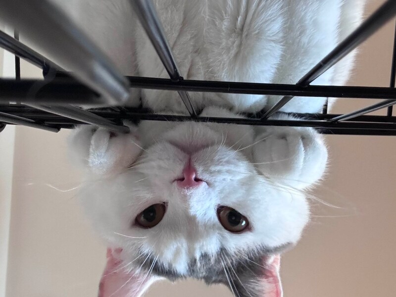 肉まんフェイスの見納めを。【肉まんフェイスうずらの、 モチモチ便り。vol.30】