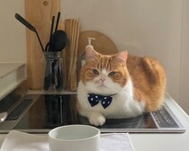 じーっと、訴えてます。【とろろ、もふもふDays。vol.156】