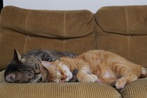 ぼくたち、食いしんボーイズです。【ウメタとキンタ、雪国ブラザーズの日常。vol.1】