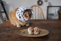 被り物なら、お任せあれ。【ウメタとキンタ、雪国ブラザーズの日常。vol.2】