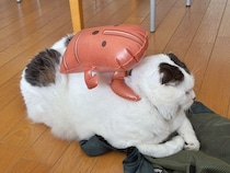 背中に埴輪？【いなほ、オレ物語。vol.259】