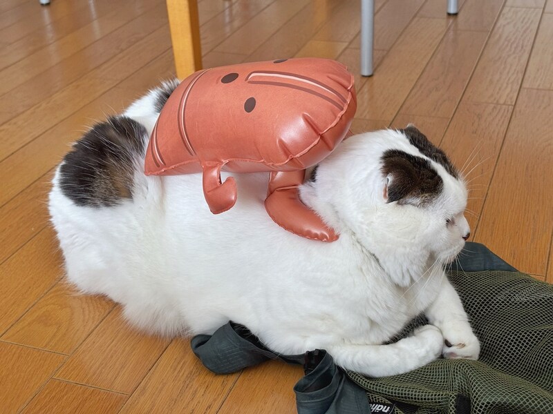 背中に埴輪？【いなほ、オレ物語。vol.259】