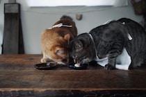 盗み食いにご注意。【ウメタとキンタ、雪国ブラザーズの日常。vol.3】