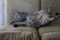 なでなで、お願いします！【ウメタとキンタ、雪国ブラザーズの日常。vol.4】