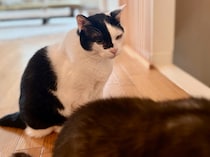 横取りNG？【〈LOISIR〉デザイナー・前田敬子による、保護猫・えいたと暮らす日常。 vol.89】