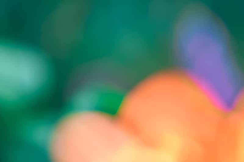 写真家・吉森慎之介さんの新刊「PAPA PLANTS」刊行に合わせて、『Araheamy』にて写真展を開催。