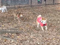 ドッグラン1のムチムチ、それがぼく。