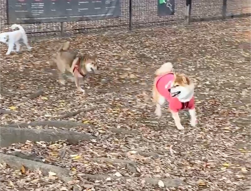 ドッグラン1のムチムチ、それがぼく。