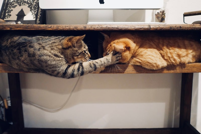 負けられない戦い……？【ウメタとキンタ、雪国ブラザーズの日常。vol.8】