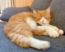 冬毛に衣替え。【とろろ、もふもふDays。vol.157】