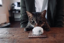 このまんまるは何者？【ウメタとキンタ、雪国ブラザーズの日常。vol.9】