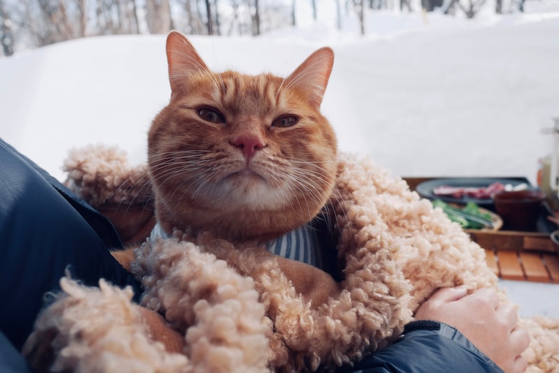 キンタの冬装備。【ウメタとキンタ、雪国ブラザーズの日常。vol.10】