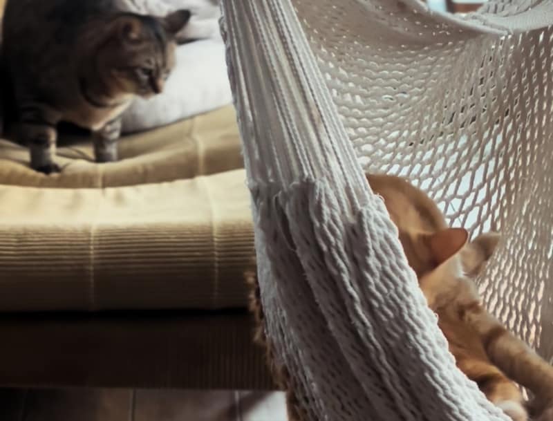 美は1日にしてならず！【ウメタとキンタ、雪国ブラザーズの日常。vol.11】