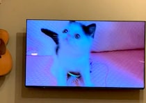 子ねこの頃の秘蔵動画、見せちゃいます。【おちょこ、ぽのぽのだより。vol.235】