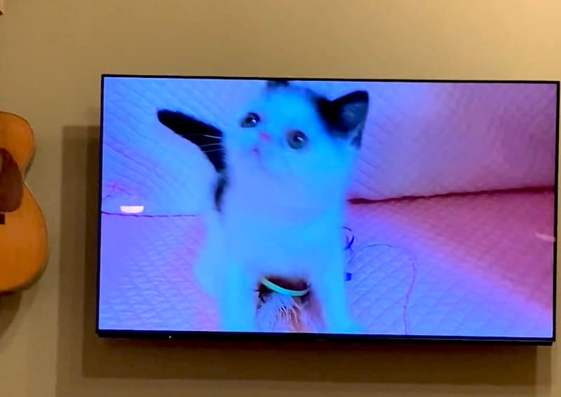 子ねこの頃の秘蔵動画、見せちゃいます。【おちょこ、ぽのぽのだより。vol.235】