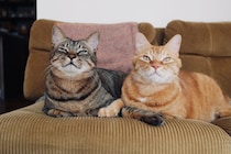 ぼくらの仲直り法。【ウメタとキンタ、雪国ブラザーズの日常。vol.13】